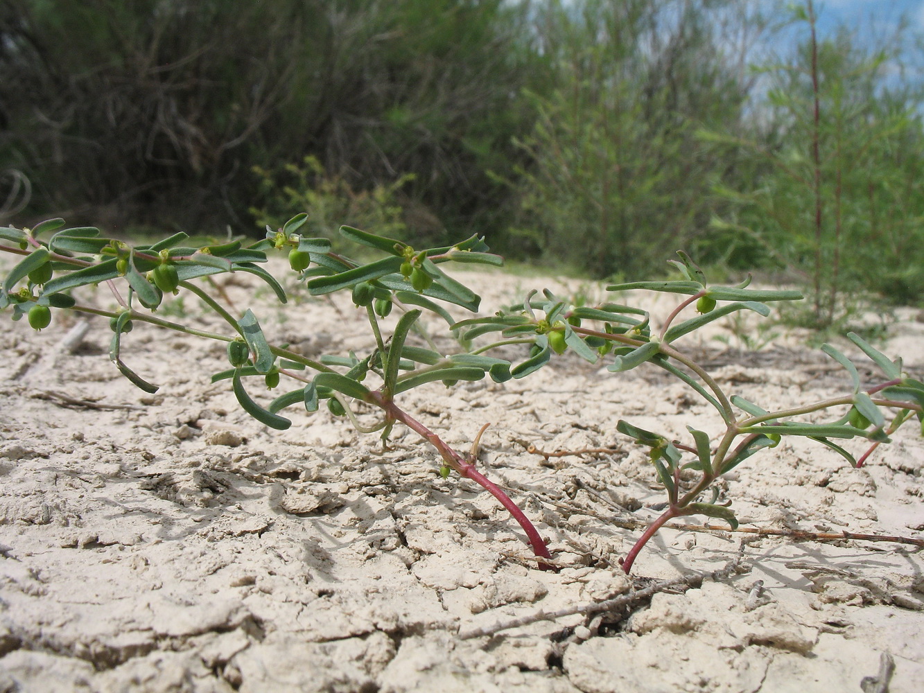 Изображение особи Euphorbia inderiensis.