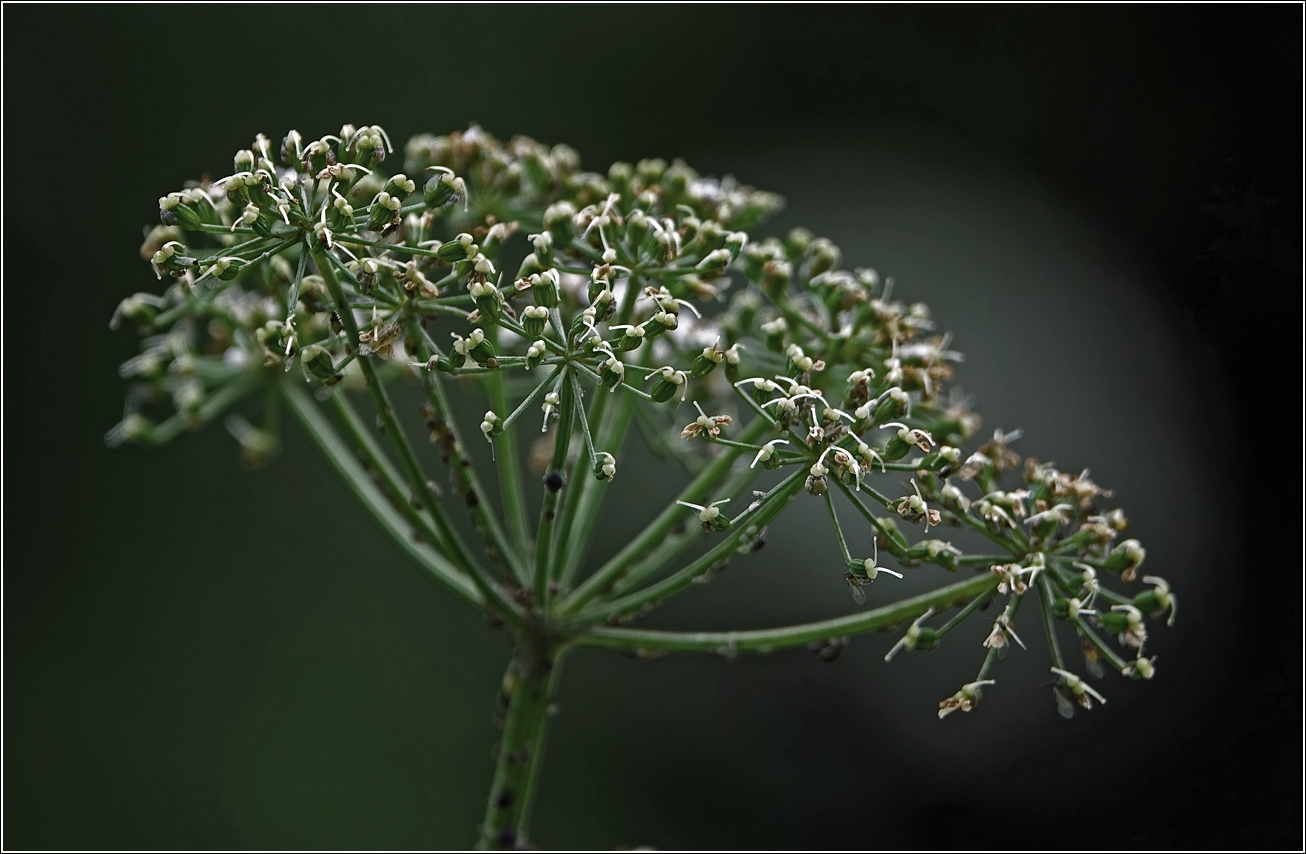 Image of Aegopodium podagraria specimen.