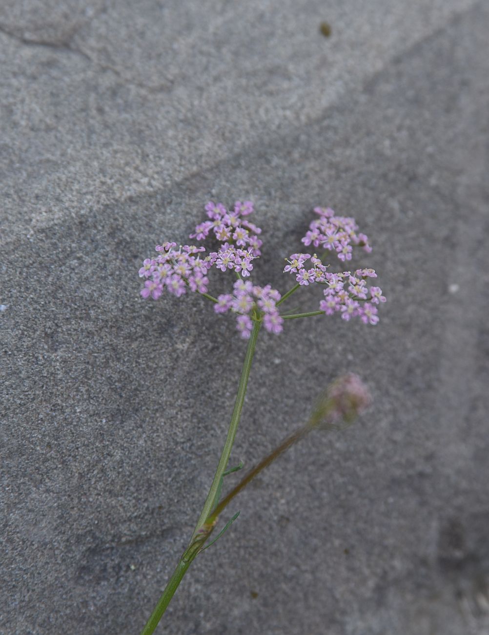 Image of familia Apiaceae specimen.