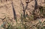 Cynodon dactylon. Верхушки побегов с соцветиями. Египет, мухафаза Эль-Гиза, окр. г. Дахшур, песчаная пустыня. 29.04.2023.