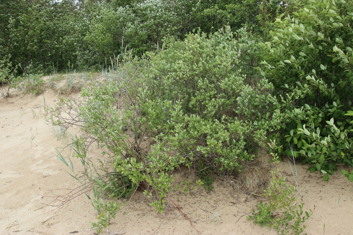 Image of Salix starkeana specimen.