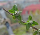 genus Buddleja. Часть ветви с развивающимися соцветиями. Крым, Севастополь, в культуре. 02.05.2023.