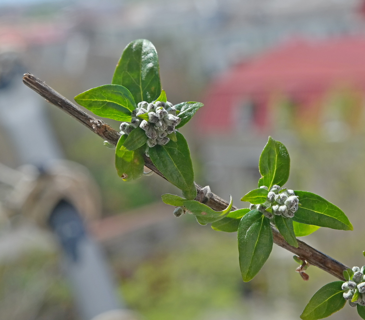 Image of genus Buddleja specimen.