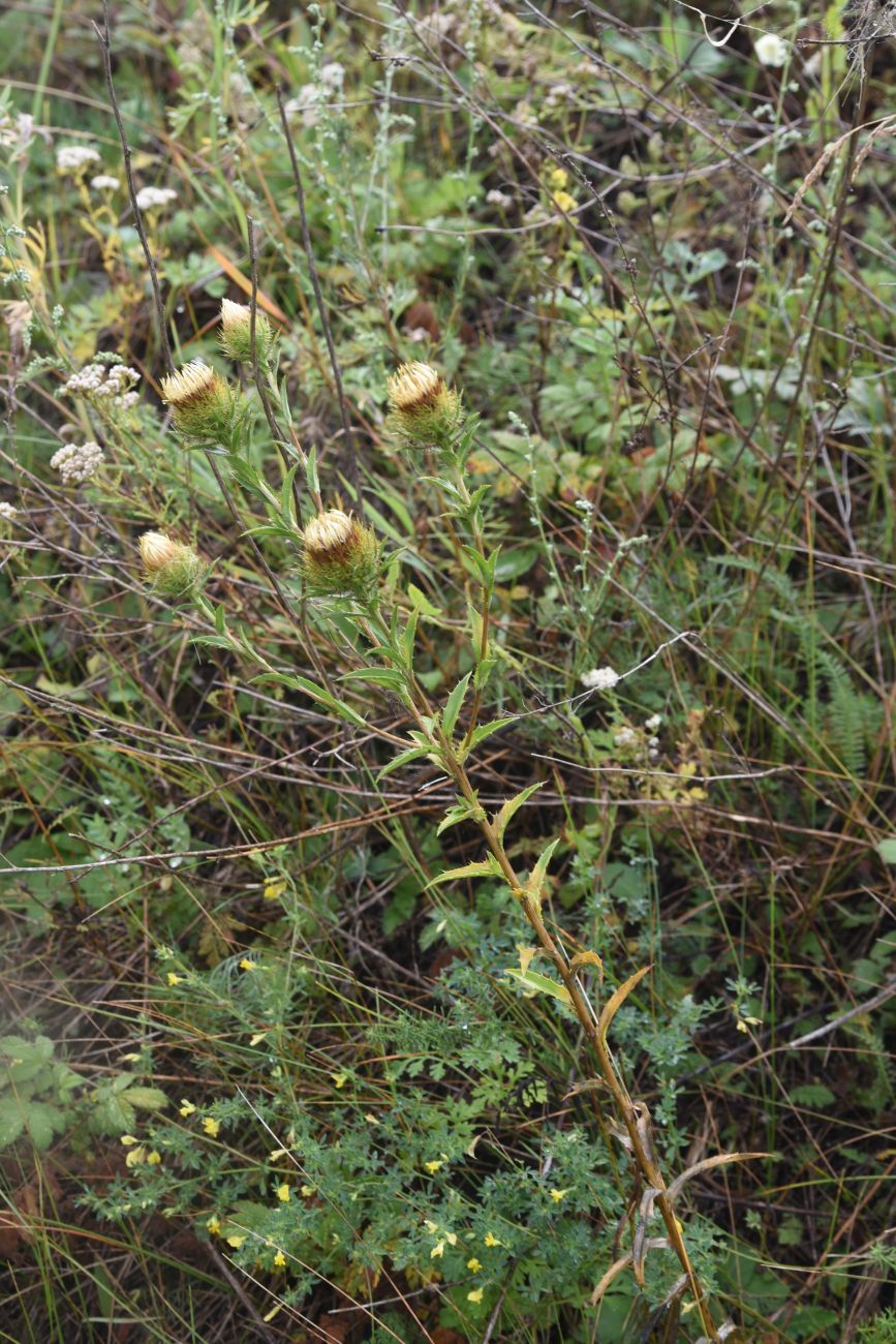 Изображение особи Carlina biebersteinii.