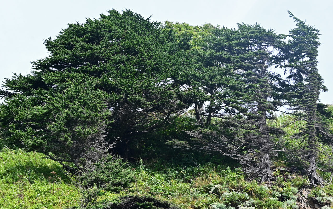 Image of Larix kamtschatica specimen.