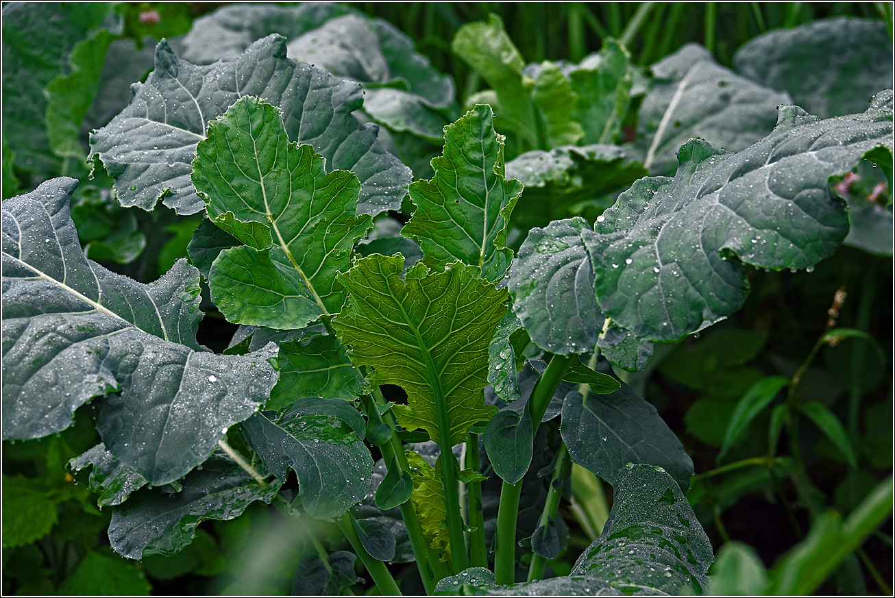 Изображение особи Brassica oleracea.