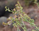 Salsola pachyphylla