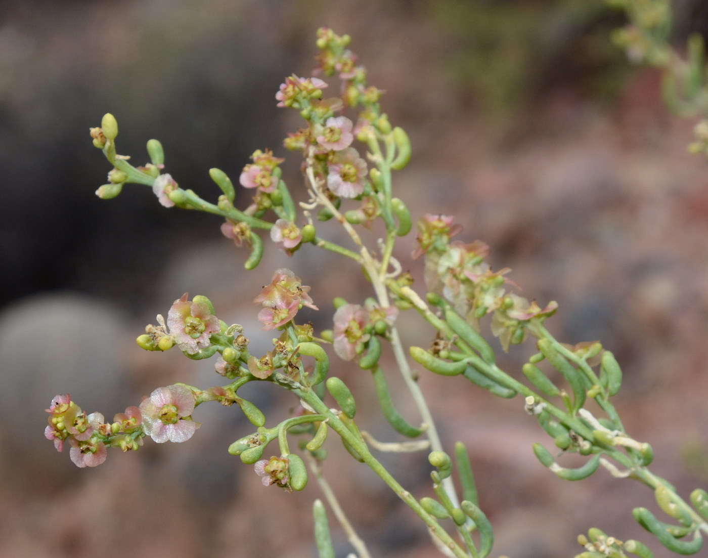 Image of familia Chenopodiaceae specimen.