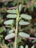 Euphorbia maculata. Верхушка цветущего и плодоносящего побега (видна абаксиальная поверхность листьев). Испания, автономное сообщество Каталония, провинция Жирона, комарка Баш-Эмпорда, муниципалитет Палафружель, ботанический сад \"Кап-Роч\", сорное. 27.10.2024.