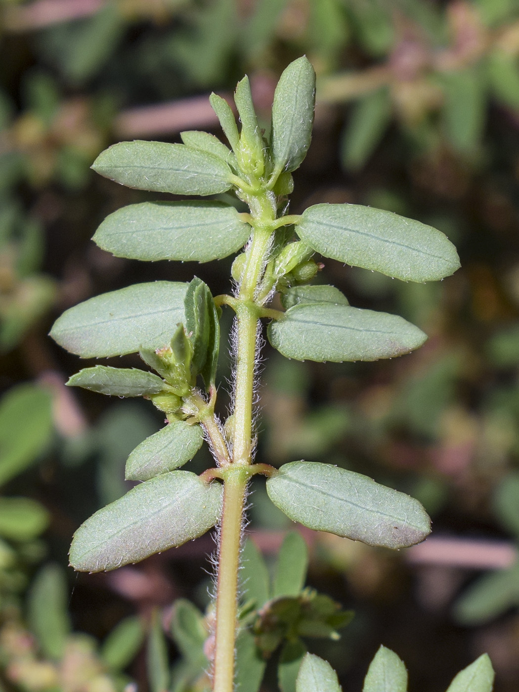 Image of Euphorbia maculata specimen.