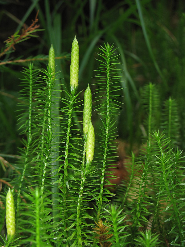 Изображение особи Lycopodium annotinum.