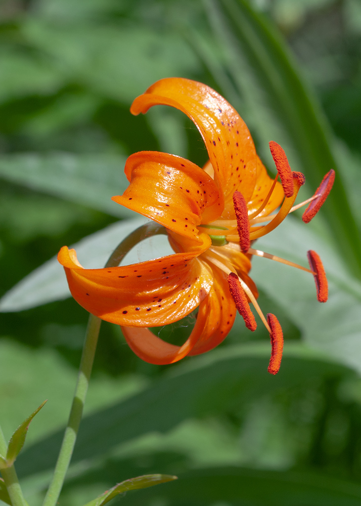 Image of Lilium debile specimen.