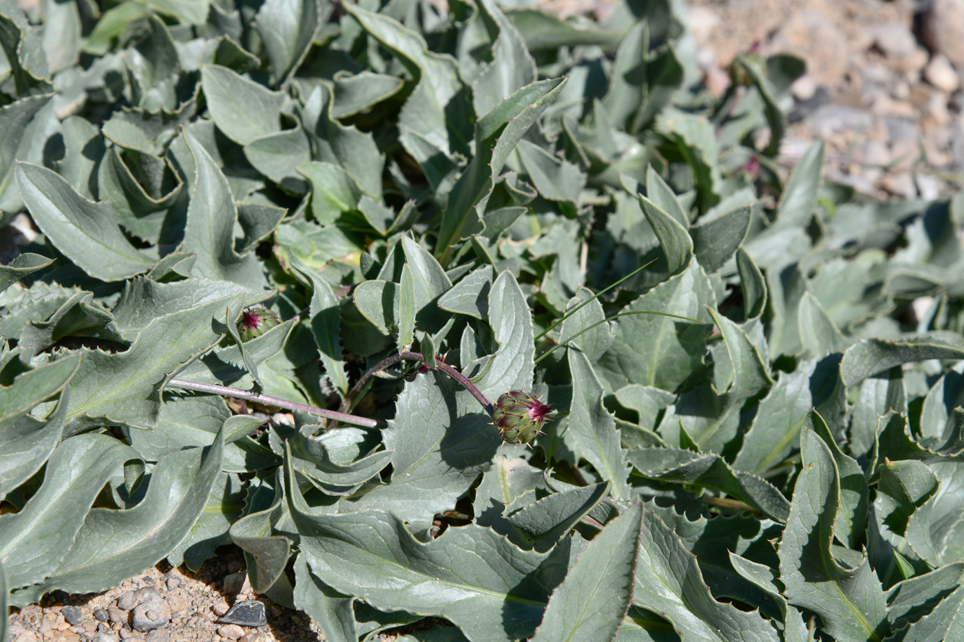 Image of Klasea procumbens specimen.