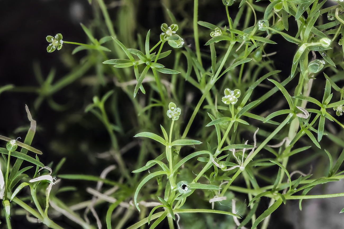 Image of Sagina procumbens specimen.