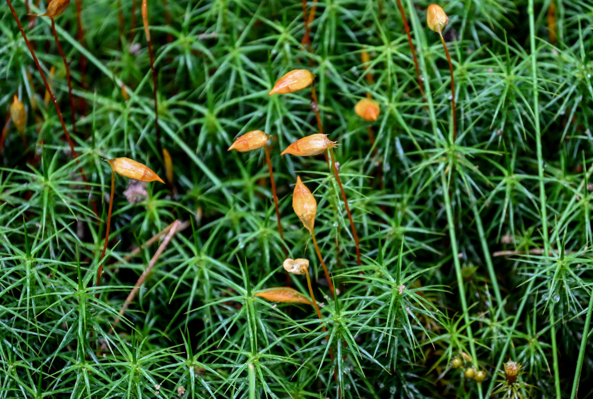 Image of Polytrichum commune specimen.