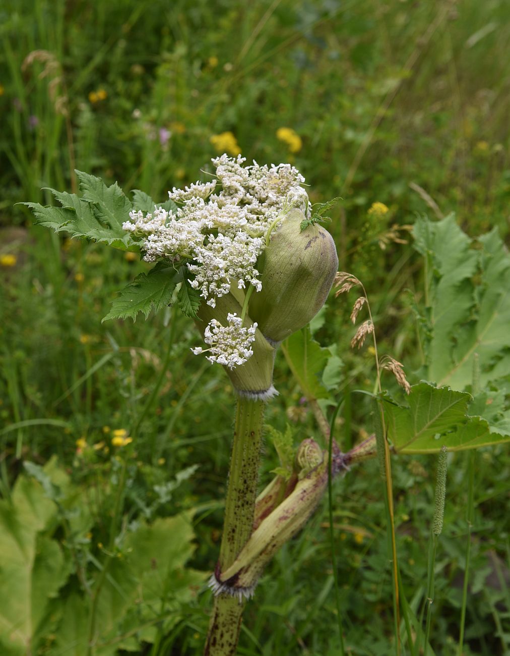 Image of genus Heracleum specimen.