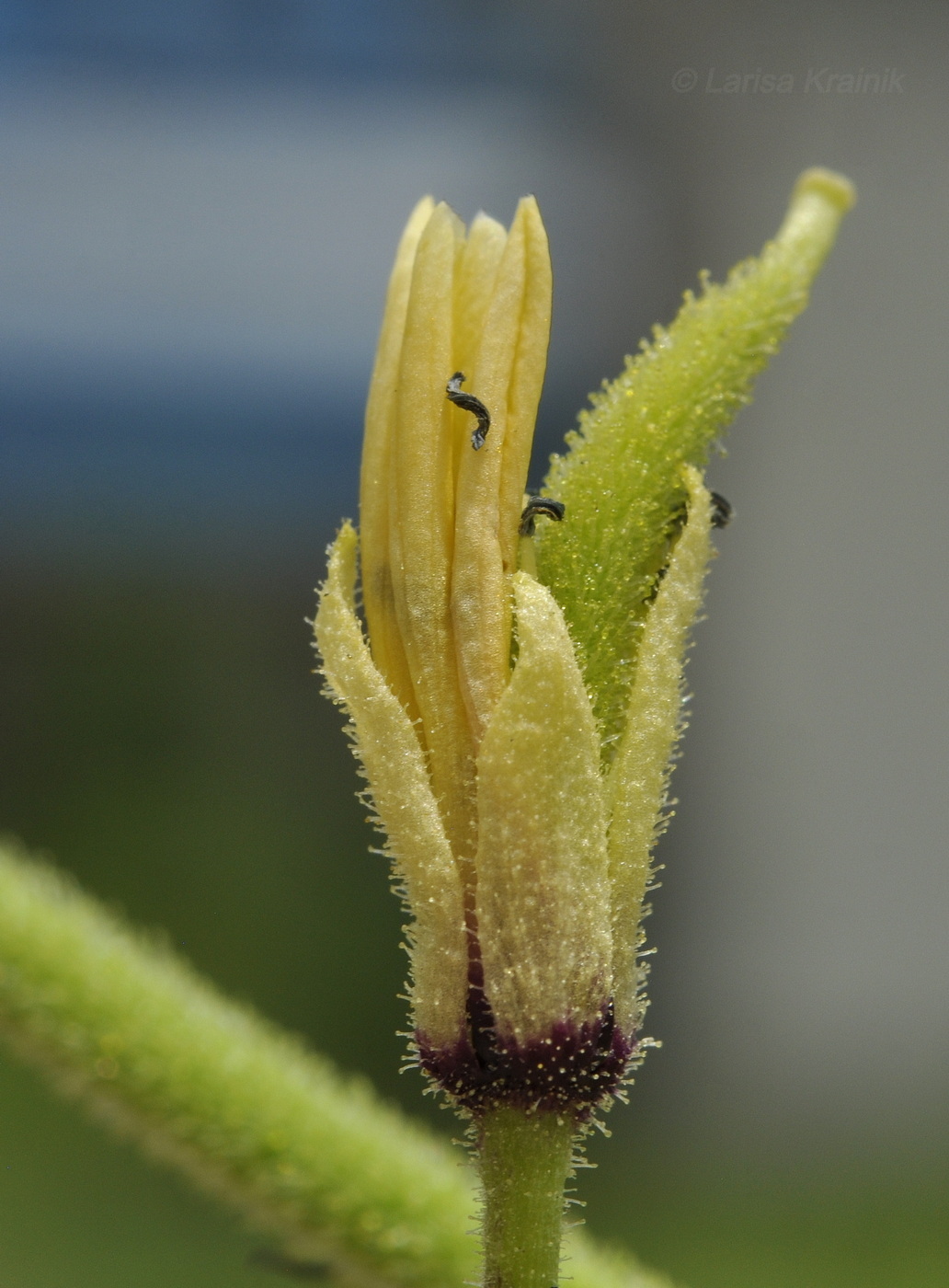 Изображение особи Cleome viscosa.