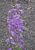 Campanula rapunculoides