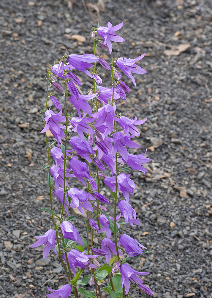 Image of Campanula rapunculoides specimen.