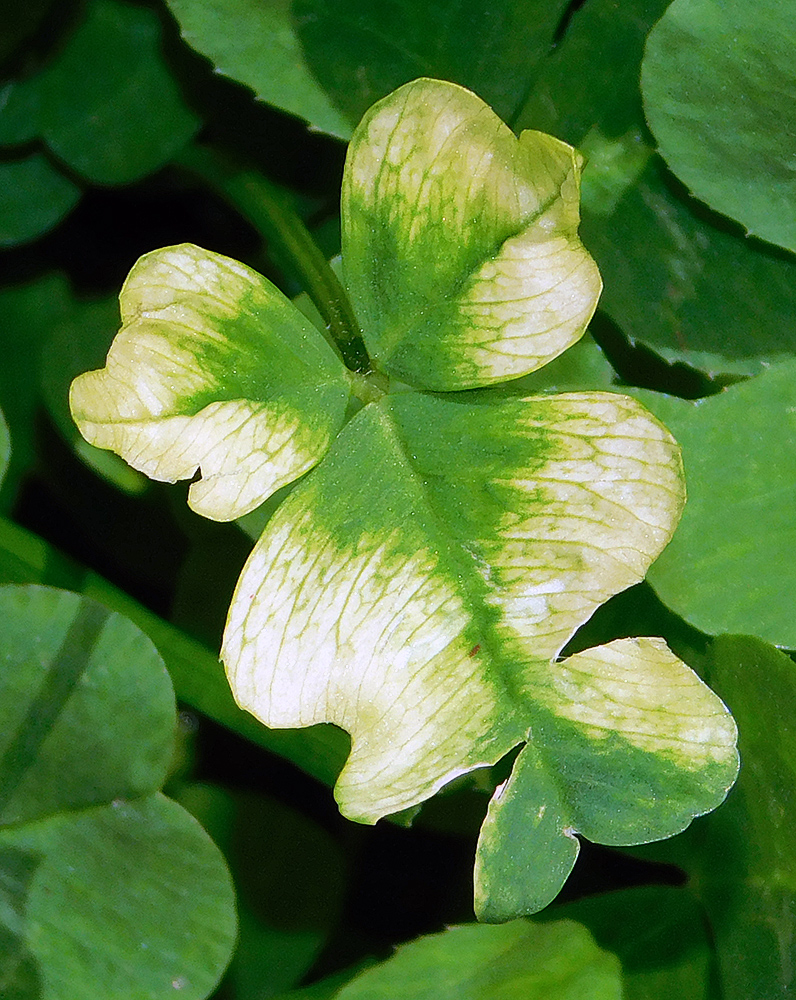 Изображение особи Trifolium repens.