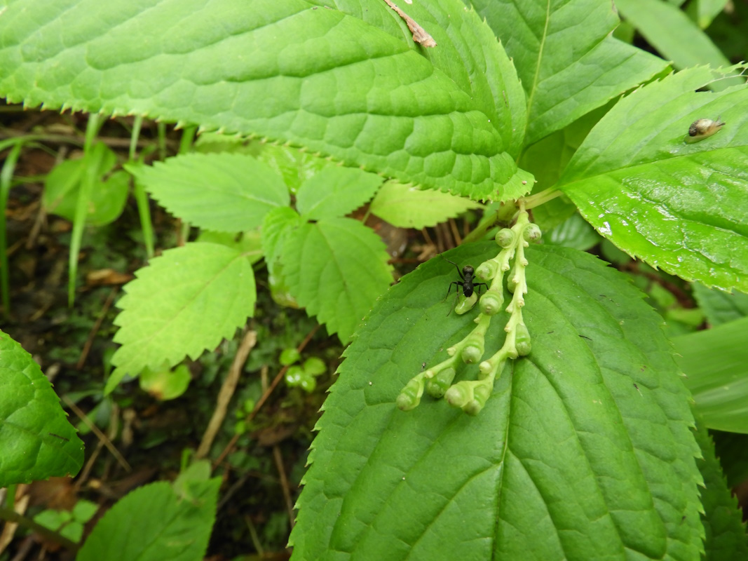 Image of Chloranthus serratus specimen.