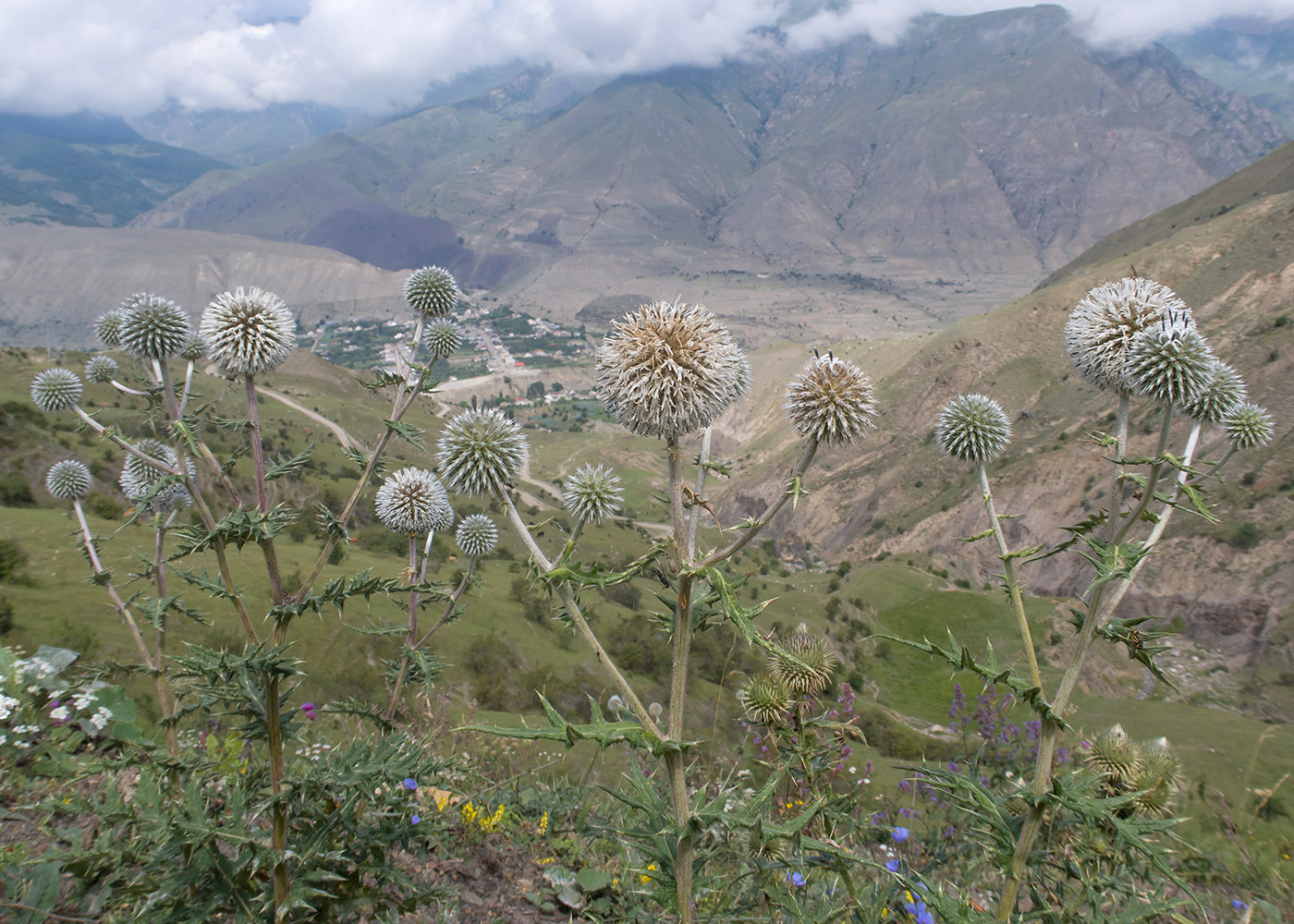 Изображение особи Echinops sphaerocephalus.