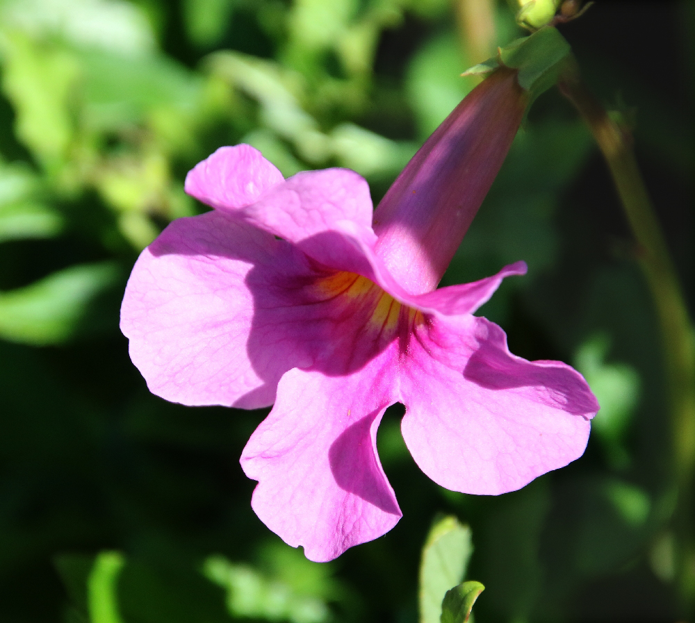 Image of Incarvillea delavayi specimen.