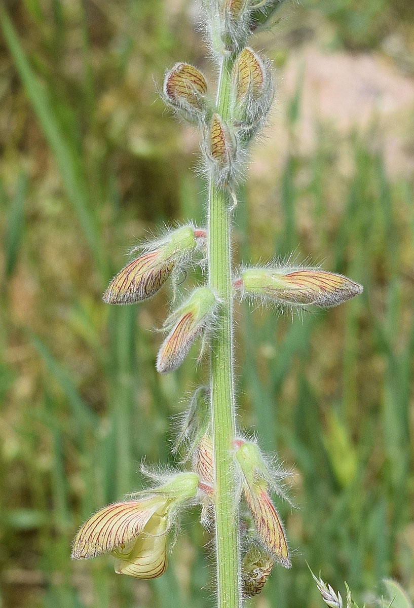 Image of Onobrychis chorassanica specimen.