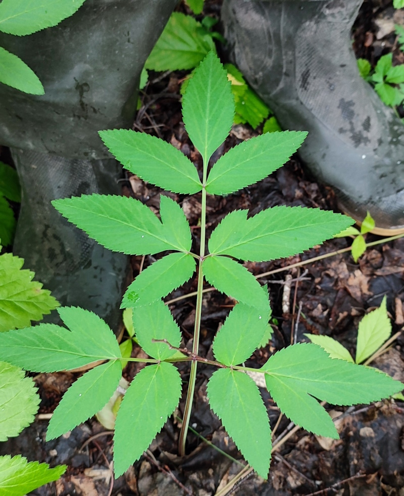 Image of Angelica sylvestris specimen.
