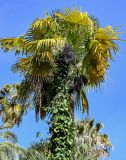 View full-size image Trachycarpus fortunei