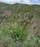 View full-size image genus Scrophularia