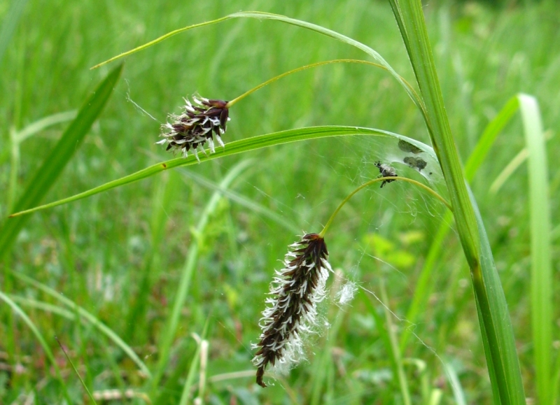 Изображение особи род Carex.