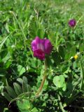 Смотреть изображение Vicia cordata