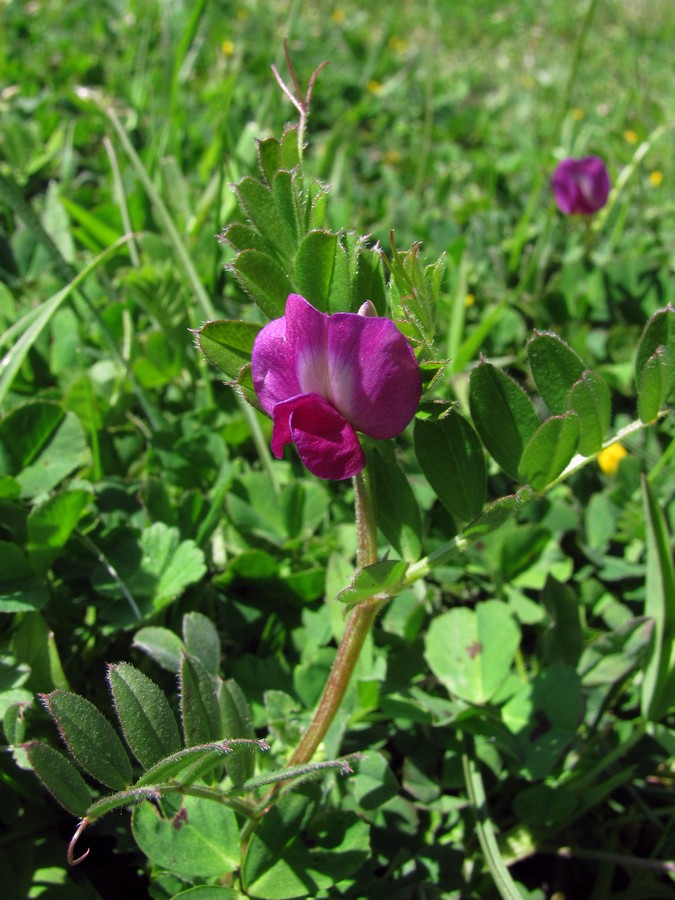 Image of Vicia cordata specimen.