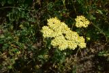 View full-size image Achillea arabica