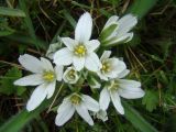 Смотреть изображение Ornithogalum fimbriatum