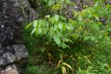 View full-size image Juglans regia