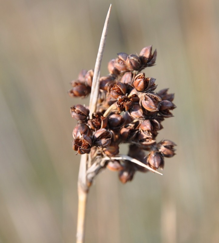 Image of Juncus maritimus specimen.