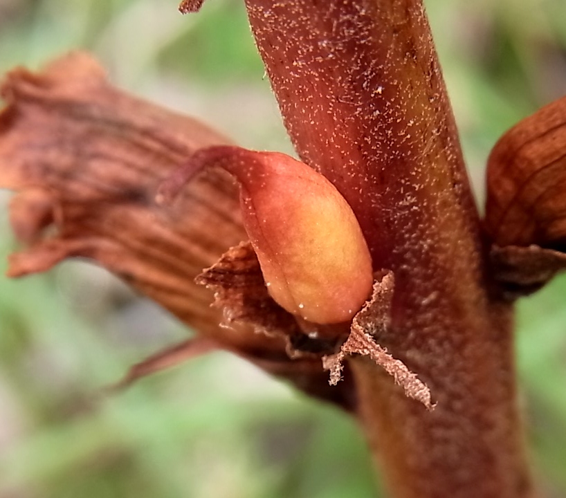 Image of Orobanche gracilis specimen.