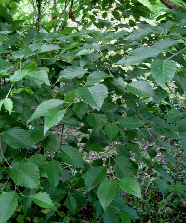 Image of Sorbus alnifolia specimen.