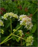 Origanum vulgare. Часть соцветия (белая форма). Тверская обл., Ржевский р-н, р. Волга, окр. переката Рождественский, заливной луг. 9 июля 2011 г.