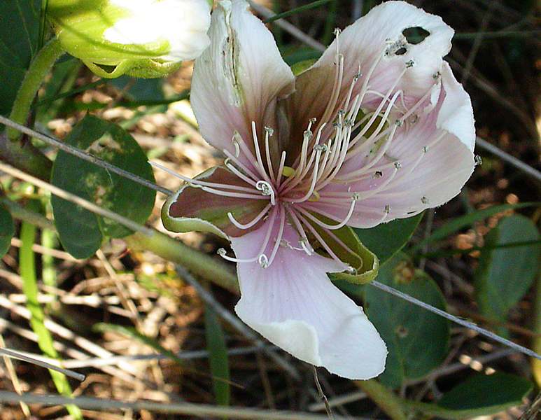 Image of Capparis herbacea specimen.