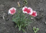 Dianthus chinensis. Цветущее растение (культивар). Владивосток, ботанический сад-институт ДВО РАН. 24 июля 2011 г.