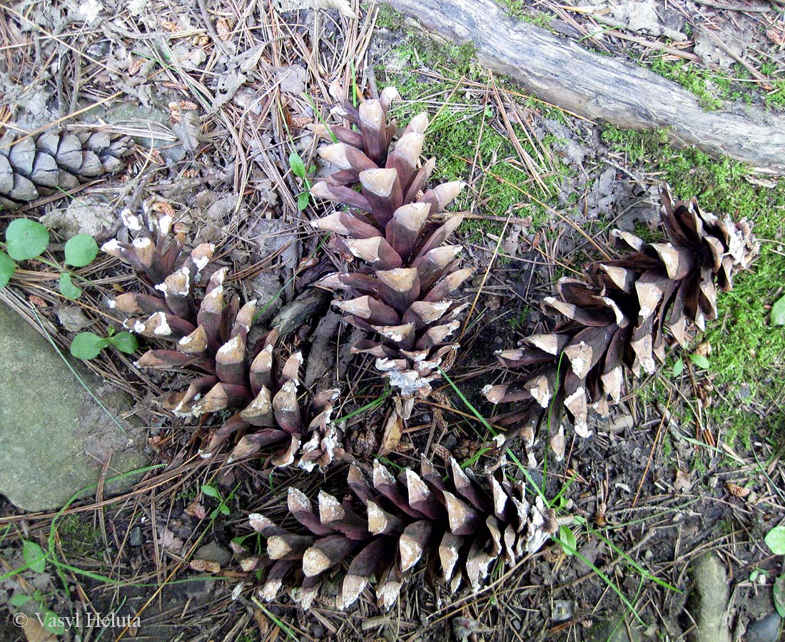 Изображение особи Pinus strobus.