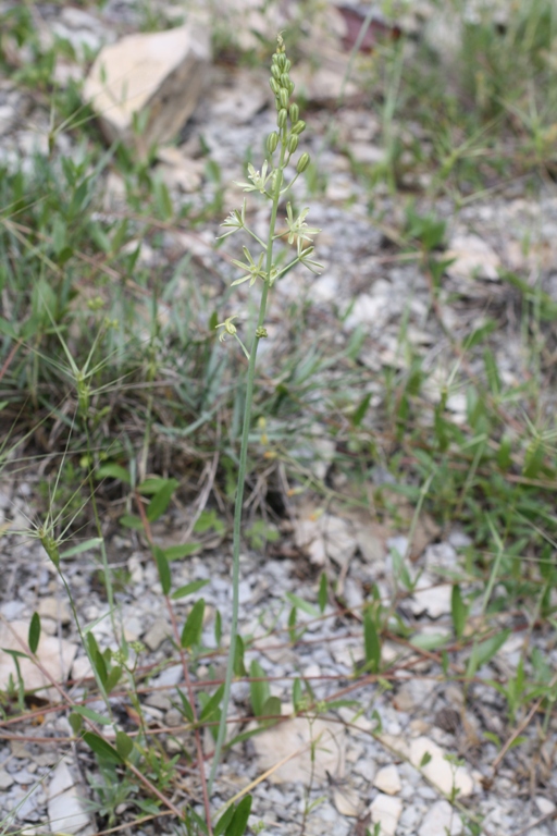 Изображение особи Ornithogalum pyrenaicum.