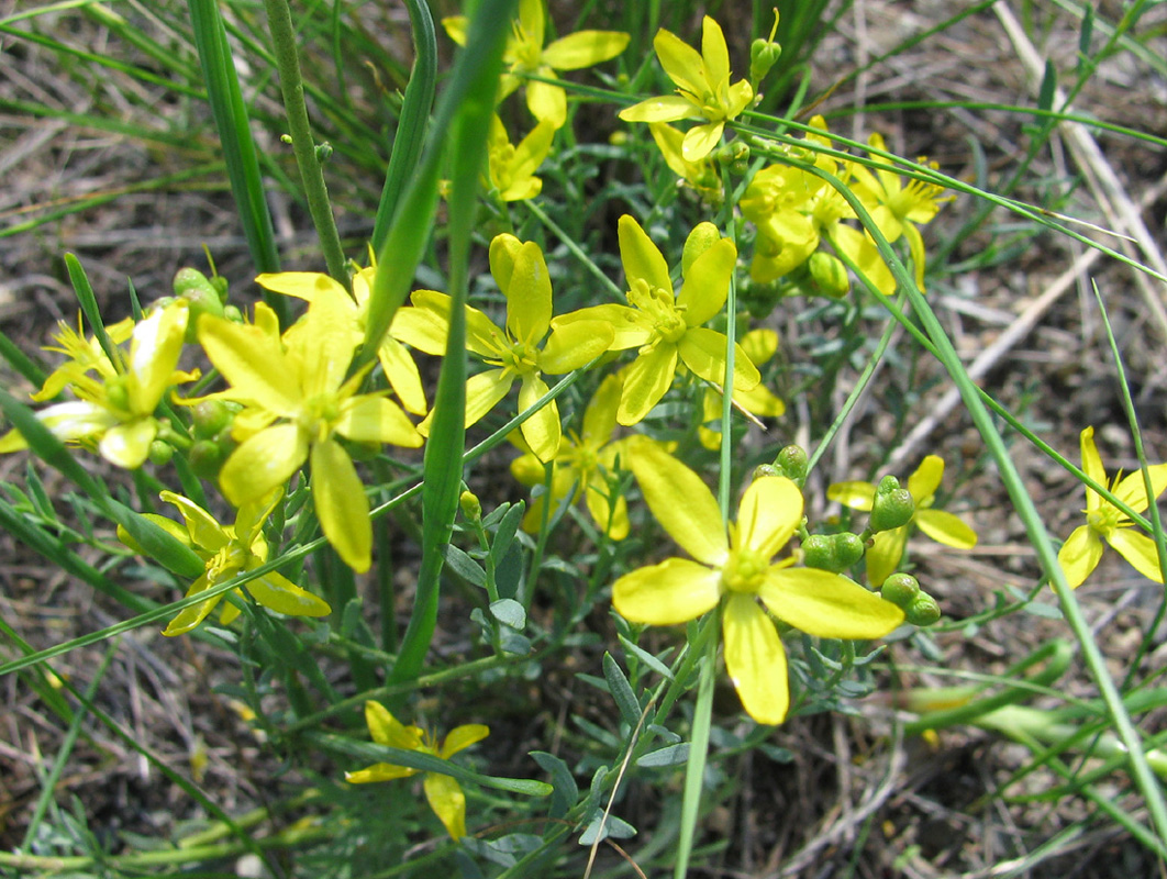 Image of Haplophyllum dauricum specimen.