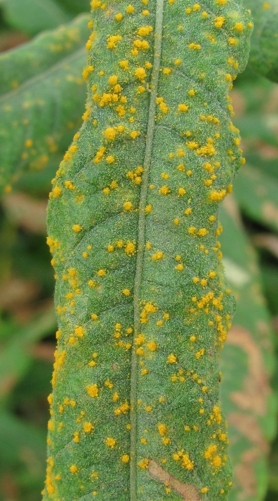 Image of Salix gmelinii specimen.