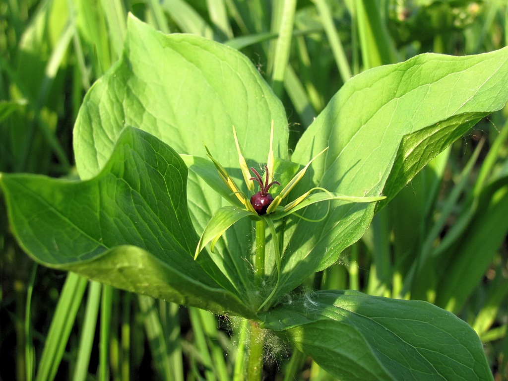 Изображение особи Paris quadrifolia.