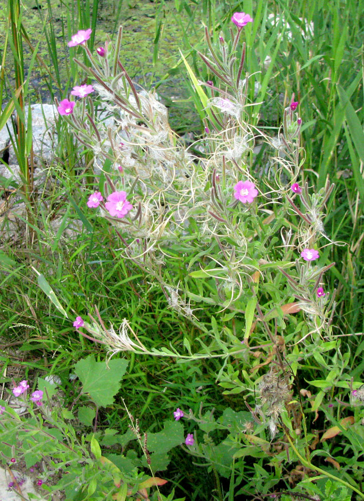 Image of Epilobium villosum specimen.