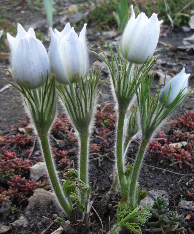 Изображение особи Pulsatilla multifida.